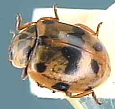 Adalia decempunctata